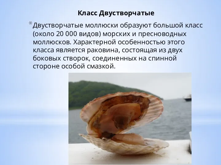 Класс Двустворчатые Двустворчатые моллюски образуют большой класс (около 20 000 видов) морских