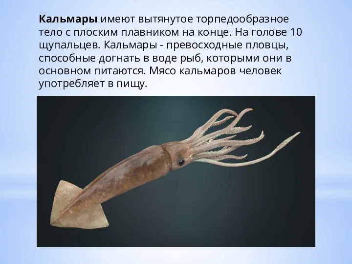 Кальмары имеют вытянутое торпедообразное тело с плоским плавником на конце. На голове