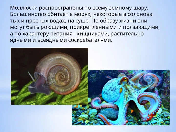 Моллюски распространены по всему земному шару. Большинство обитает в морях, некоторые в