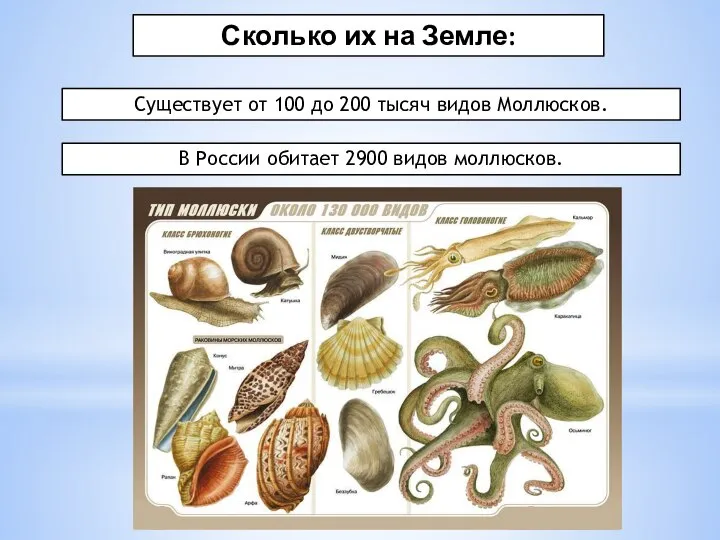 Сколько их на Земле: Существует от 100 до 200 тысяч видов Моллюсков.