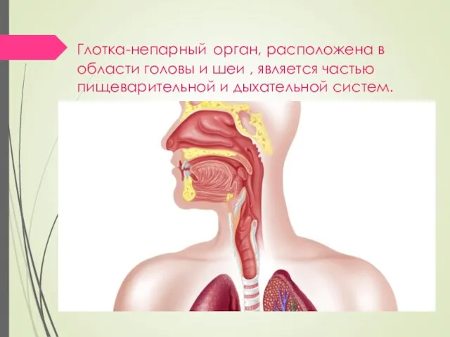 Глотка-непарный орган, расположена в области головы и шеи , является частью пищеварительной и дыхательной систем.