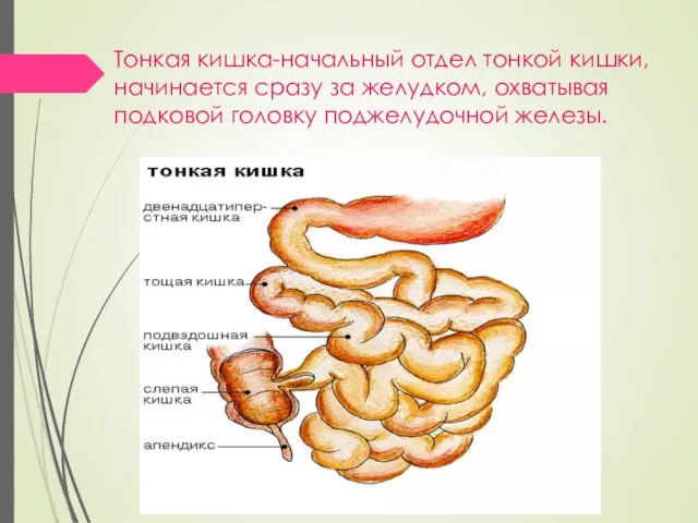 Тонкая кишка-начальный отдел тонкой кишки, начинается сразу за желудком, охватывая подковой головку поджелудочной железы.