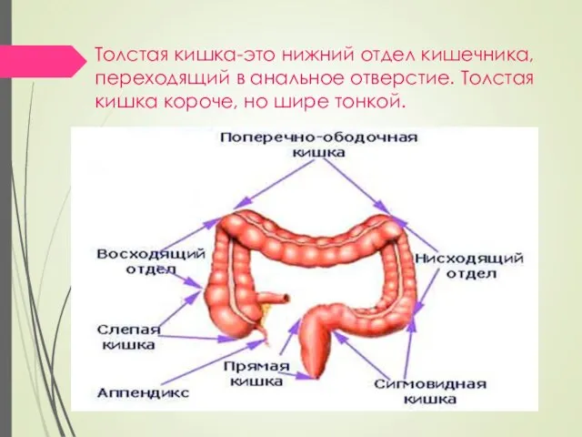 Толстая кишка-это нижний отдел кишечника, переходящий в анальное отверстие. Толстая кишка короче, но шире тонкой.