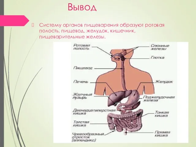 Вывод Систему органов пищеварения образуют ротовая полость, пищевод, желудок, кишечник, пищеварительные железы.