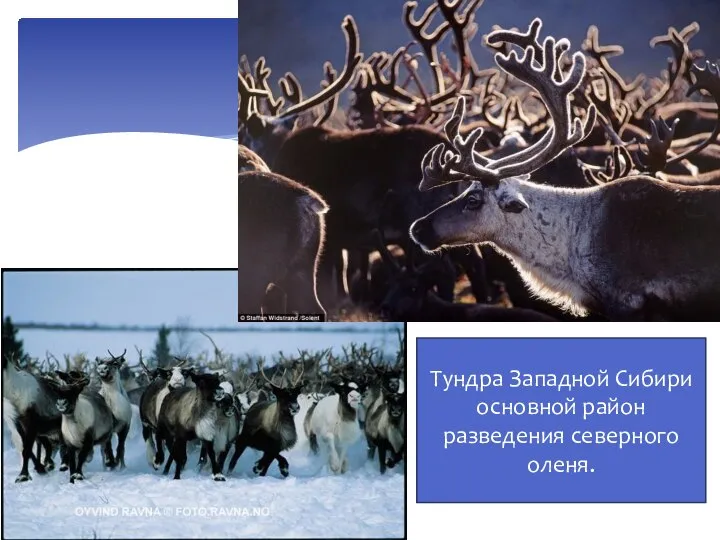 Тундра Западной Сибири основной район разведения северного оленя.